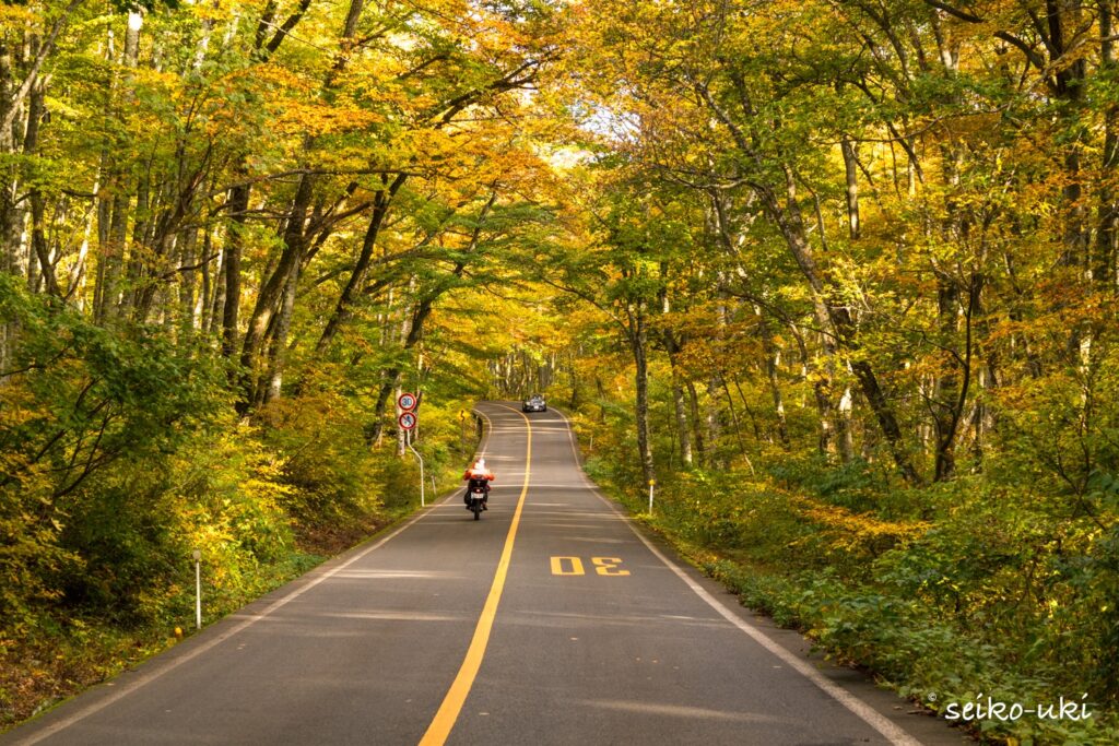 大山環状道路のブナのトンネルの紅葉
