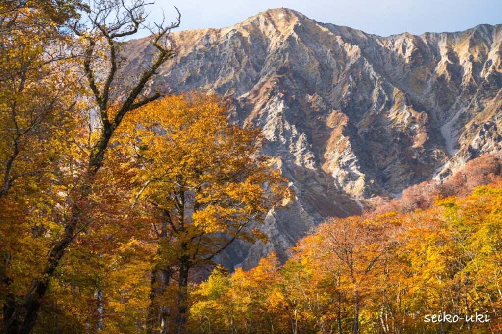 三ノ沢から見上げる大山南壁の紅葉