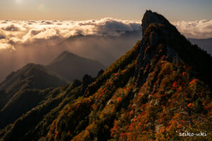 朝の光に染まる紅葉の天狗岳と輝く雲海